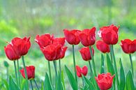 Fel rode tulpen van Ronald Smits thumbnail
