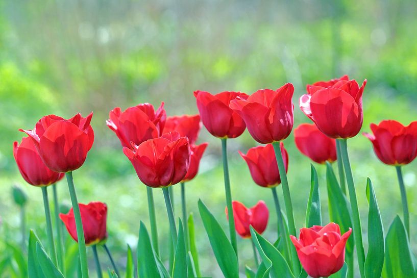 Leuchtend rote Tulpen von Ronald Smits