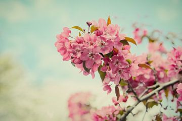 The flowers on the tree. by tim eshuis