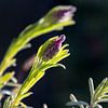 Lavendel Closeup van Samantha Schoenmakers