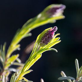 Lavendel Closeup van Samantha Schoenmakers