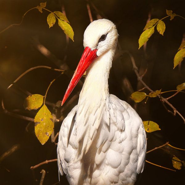 The stork by Maickel Dedeken