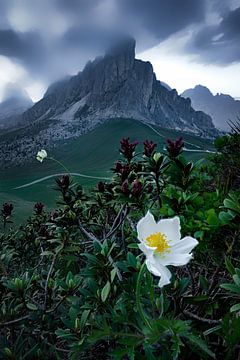 Alpenblume in den Dolomiten von Voss Fine Art Fotografie