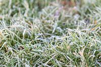 bevroren gras