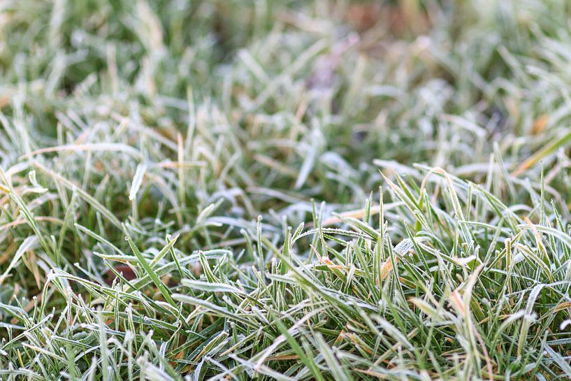 bevroren gras van Syl via