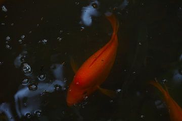 Fish by G. van Dijk