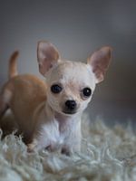 chihuahua puppy