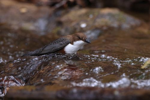 Waterspreeuw of Oost-Europese Waterspreeuw (Cinclus cinclus) Duitsland