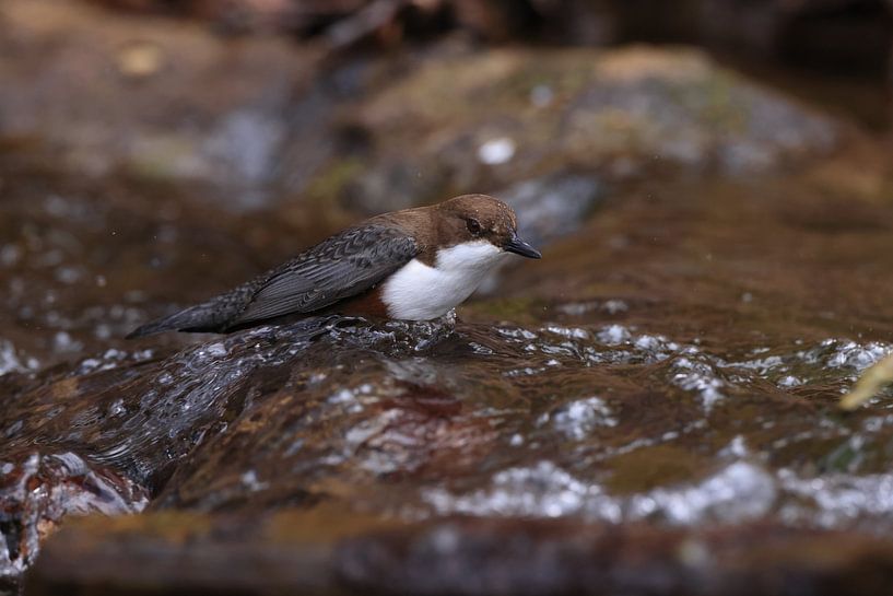 Wasseramsel oder Eurasische Wasseramsel (Cinclus cinclus) Germany von Frank Fichtmüller