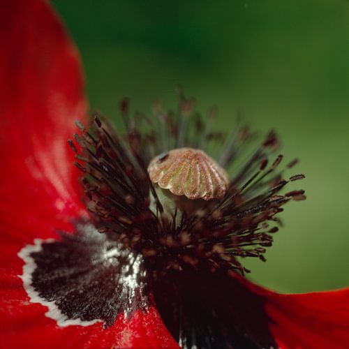 Papaver rhoeas