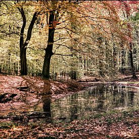Wald mit See und Reflexion von Mariska Asmus