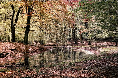 Wald mit See und Reflexion