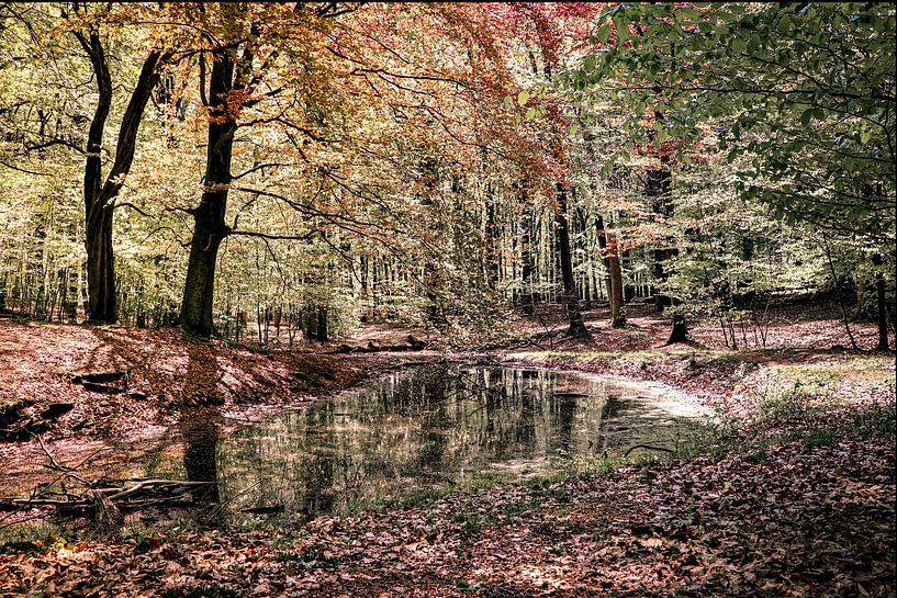forest with lake and reflection by Mariska Asmus