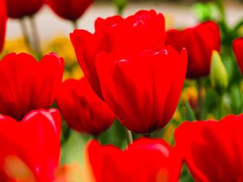 Mer lumineuse de tulipes rouges
