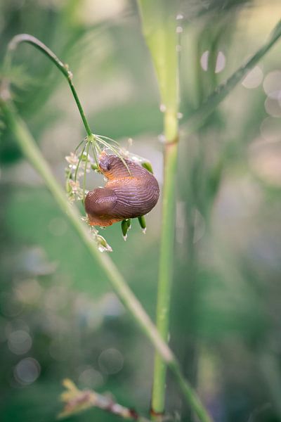 Nudibranch hanging from a twig with soft bokeh background by Jolanda Aalbers