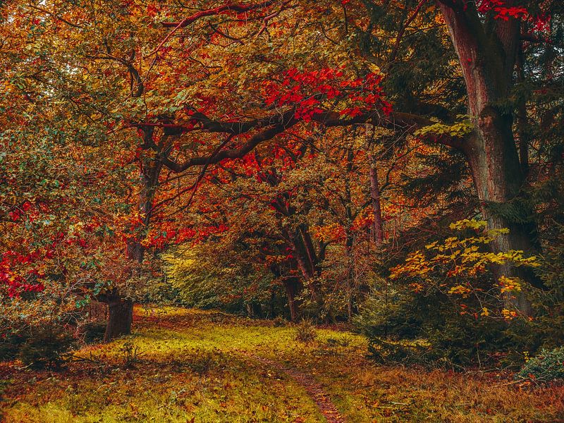 orange rot Herbst von snippefotografie