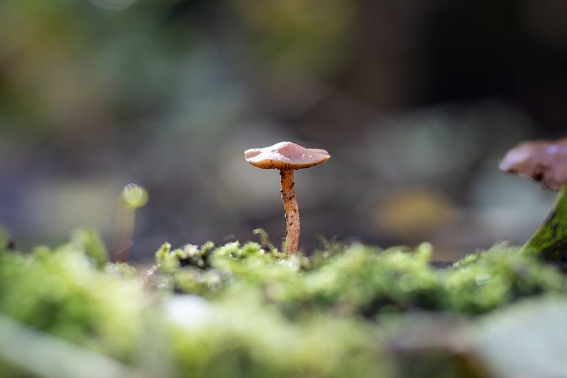 Pilz von Max van Veghel