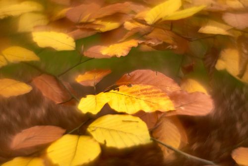 Autumn party by Wim van Berlo