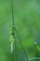 Grote groene sprinkhaan aan grasspriet