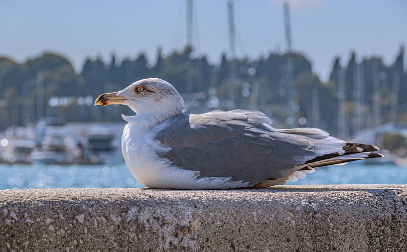 Kroatië : Uitzicht op de haven van Split van Photoart-Naegele