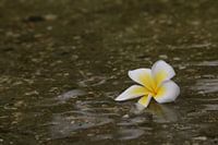 fallen flower