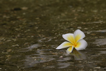 Bloem in het water