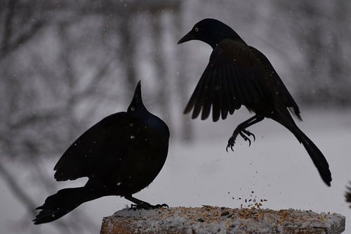 Bronzen quiscales bij de tuinvoeder