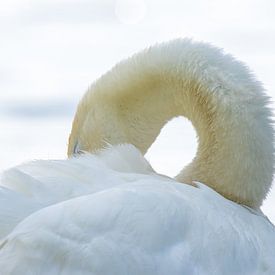 Swan rests by the water by Marcel Alsemgeest