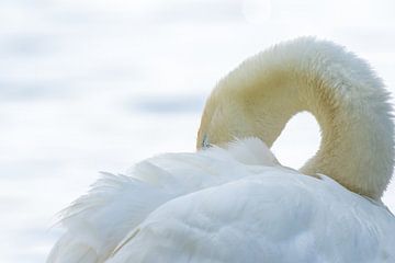 Swan rests by the water by Marcel Alsemgeest