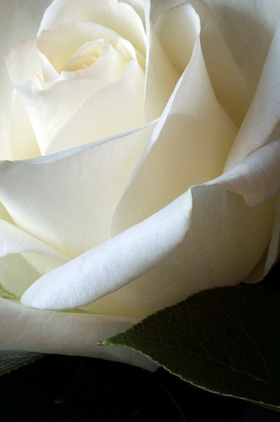 Weiße Rose mit Blatt von Margot van den Berg