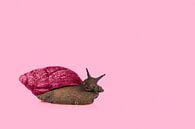 Roze slak van Elles Rijsdijk thumbnail