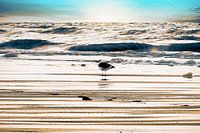 Een meeuw op het strand