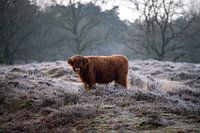 Higland Cow III