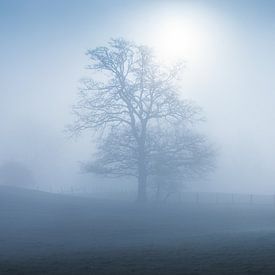 Ein nebliger Morgen in den belgischen Ardennen, an dem die Sonne durchbricht. von Rob Christiaans