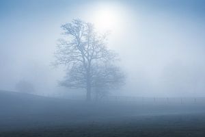 Mistige ochtend in de Belgische Ardennen waarbij de zon doorbreekt.