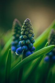 Het blauwe druifje van Klaas Fidom