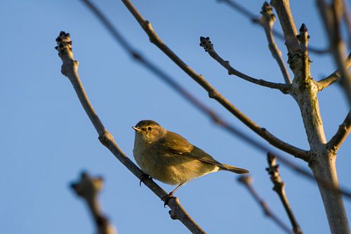 Un pouillot dans la lumière dorée du matin. sur Ralph Rozema