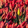 Yellow tulip in field of special red tulips by Karla Leeftink