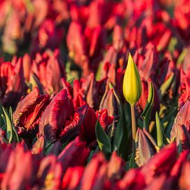 Gele tulp in veld met bijzondere rode tulpen van Karla Leeftink