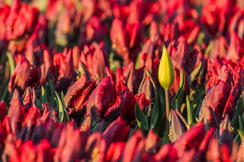 Gele tulp in veld met bijzondere rode tulpen