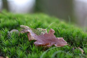 Erinnerungen an den Herbst von Lianne van Dijk