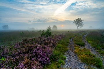 heath by roeland scheeren