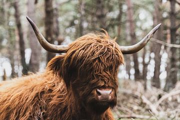 Portret van een Schotse Hooglander in de natuur van Sjoerd van der Wal