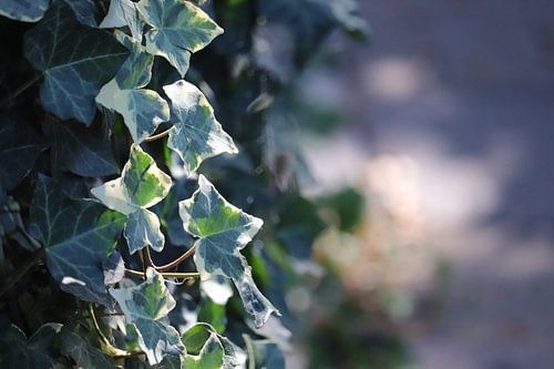 Bladeren klimop