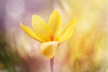 Magischer Frühling.... von LHJB Photography