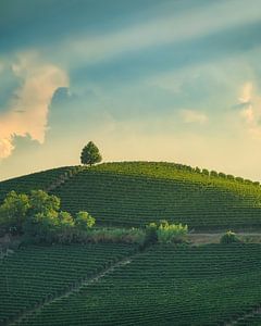Ein einsamer Baum auf dem Vineyard Hill bei Sonnenuntergang in den Langhe