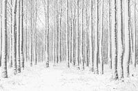Spelen met lijnen van bomen in het bos