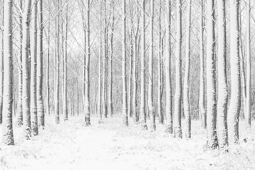 Spelen met lijnen van bomen in het bos van Margreet Piek