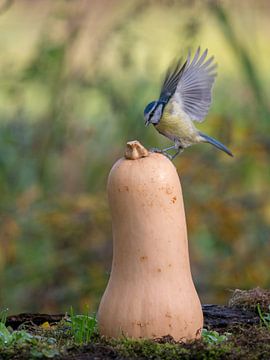 Mésange bleue sur une citrouille en bouteille sur Evelien Brouwer