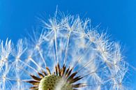 Uitgebloeide paardenbloem by Harry Wedzinga thumbnail